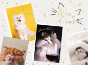 Nine Lives - Calling all cat lovers! Nine Lives - Calling all cat lovers!