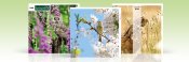Wonderful Glimpse of Nature Wonderful Glimpse of Nature
